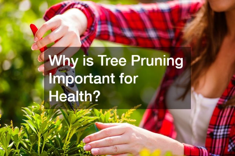 Why is Tree Pruning Important for Health? - Tidy Living Blog
